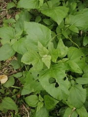 Wollastonia biflora