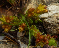 Sedum alpestre