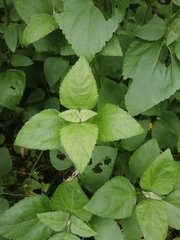 Wollastonia biflora