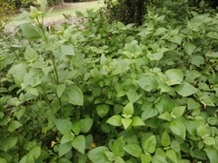 Wollastonia biflora