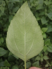 Wollastonia biflora
