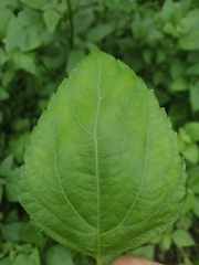 Wollastonia biflora