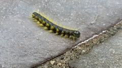 Phalera flavescens