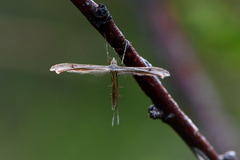 Stenoptilia