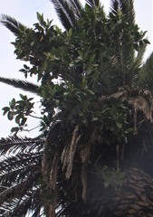Ficus macrophylla