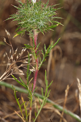 Navarretia tagetina