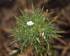 Navarretia tagetina