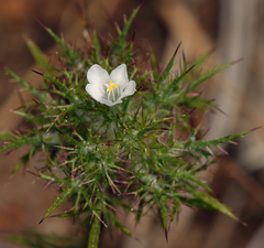 Navarretia tagetina