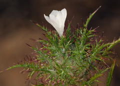 Navarretia tagetina
