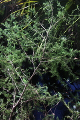 Juniperus virginiana var. silicicola image