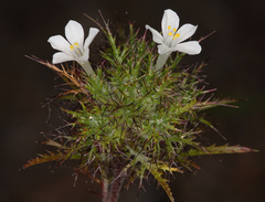 Navarretia tagetina