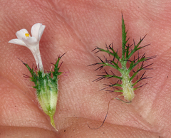 Navarretia tagetina