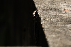 Cryptoblepharus pulcher