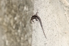 Cryptoblepharus pulcher