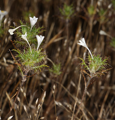 Navarretia tagetina
