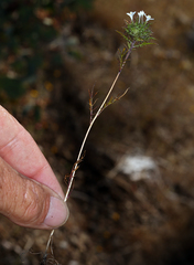 Navarretia tagetina