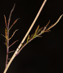 Navarretia tagetina