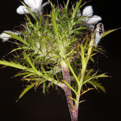 Navarretia tagetina