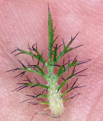 Navarretia tagetina