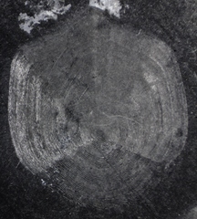 Coregonus clupeaformis