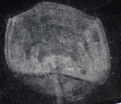 Coregonus clupeaformis
