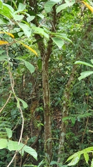 Ficus fistulosa