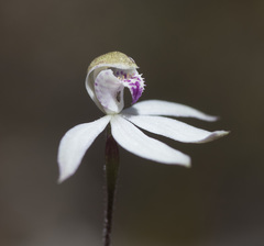 Caladenia gracilis