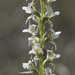 Tunbridge Leek Orchid - Photo (c) Keith Martin-Smith, some rights reserved (CC BY-NC-ND), uploaded by Keith Martin-Smith