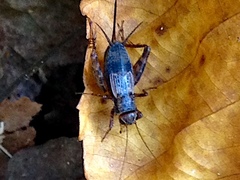 Allonemobius maculatus