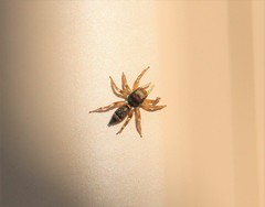 Cosmophasis