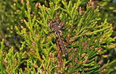 Epitheca petechialis