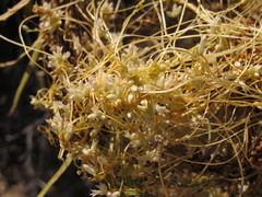 Cuscuta denticulata