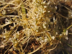 Cuscuta denticulata