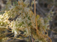 Cuscuta denticulata