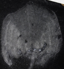 Coregonus clupeaformis