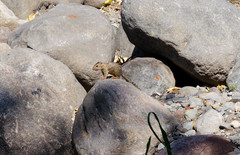 Notocitellus annulatus