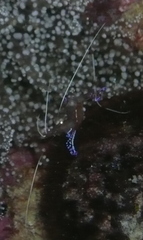 Ancylomenes pedersoni