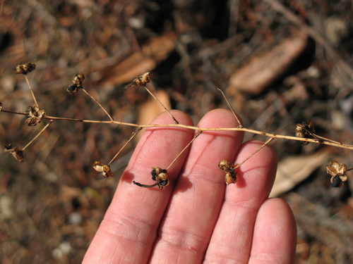 wavy-leafed soap plant
