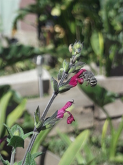 Anthophora marginata