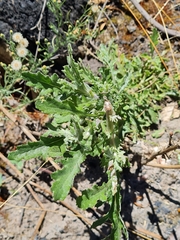 Senecio glomeratus glomeratus