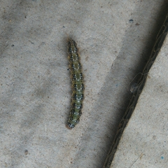 Uresiphita maorialis