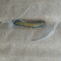 Uresiphita maorialis