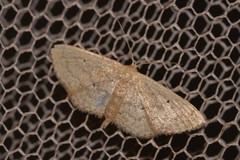 Scopula hypochra