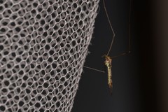 Libnotes terraereginae