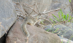 Notocitellus annulatus