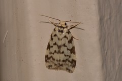 Goniosema anguliscripta