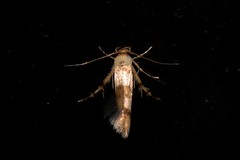 Stathmopoda tritophaea