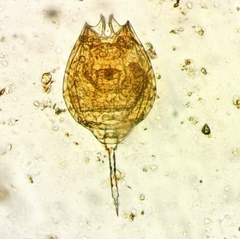 Lecane quadridentata