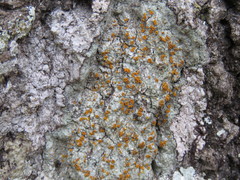 Brigantiaea leucoxantha