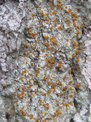 Brigantiaea leucoxantha